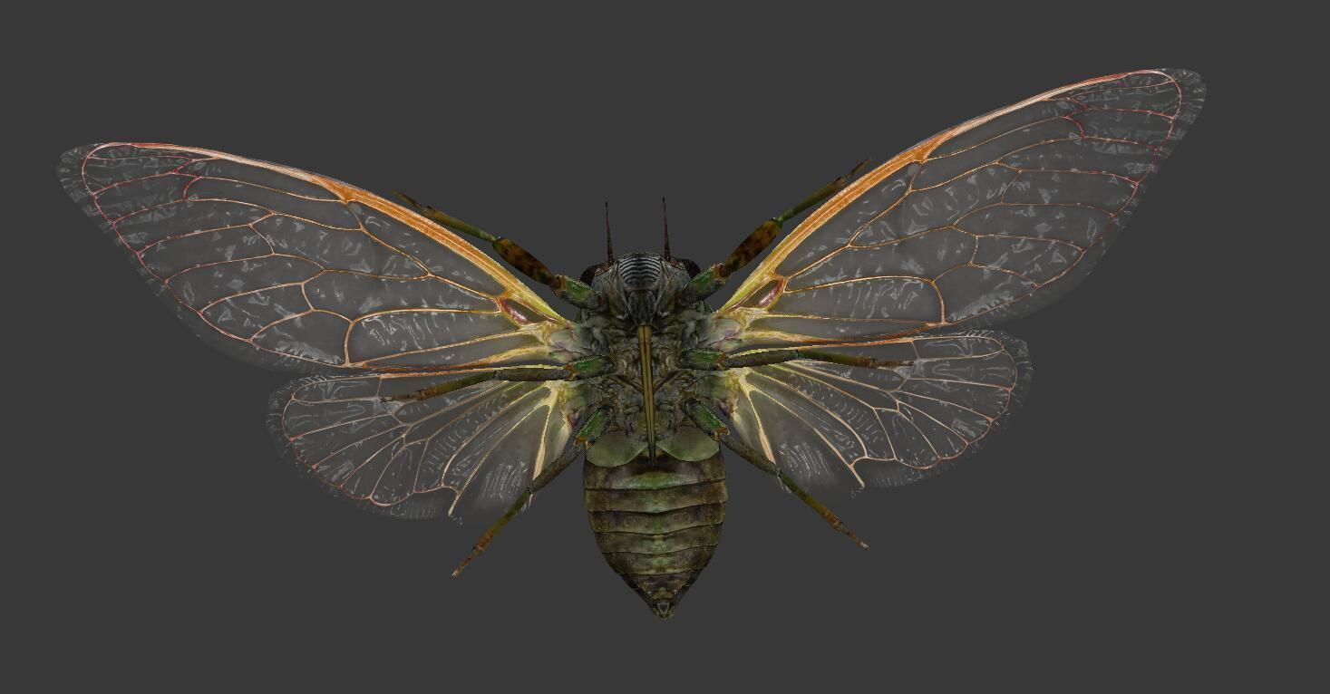 Cicada moth Low-poly 3D model_3