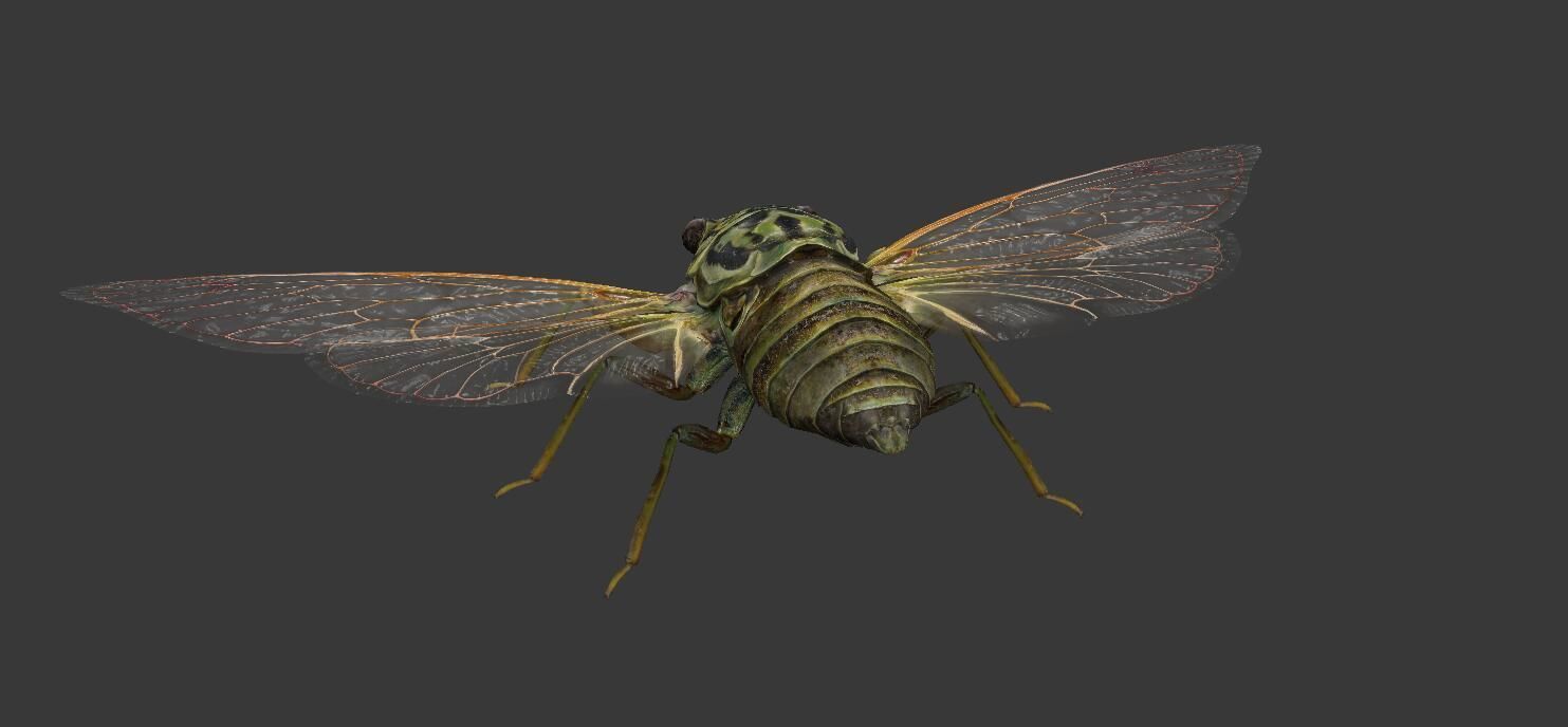 Cicada moth Low-poly 3D model_2