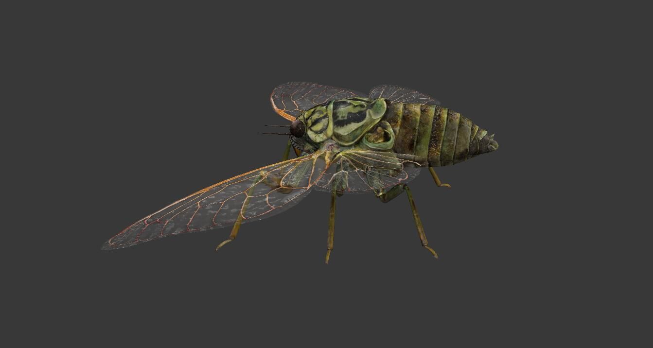 Cicada moth Low-poly 3D model_1