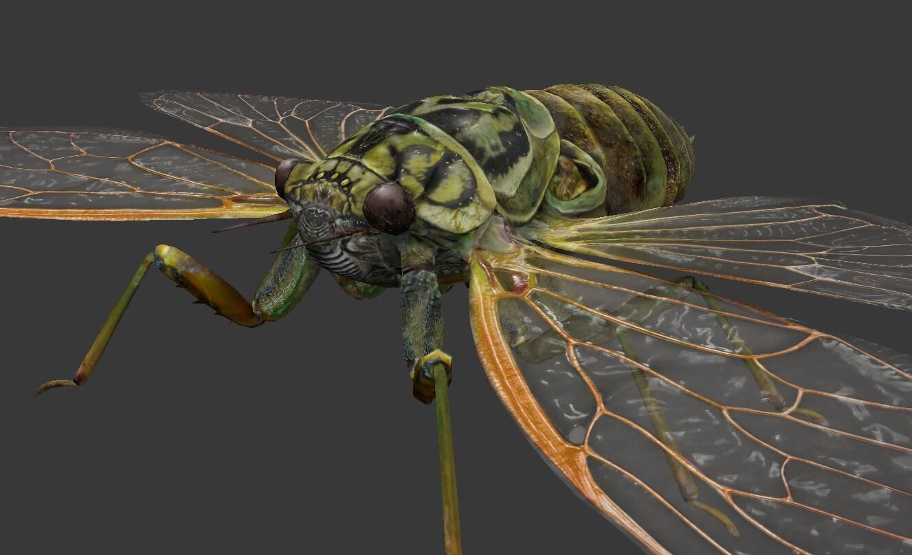 Cicada moth Low-poly 3D model_5