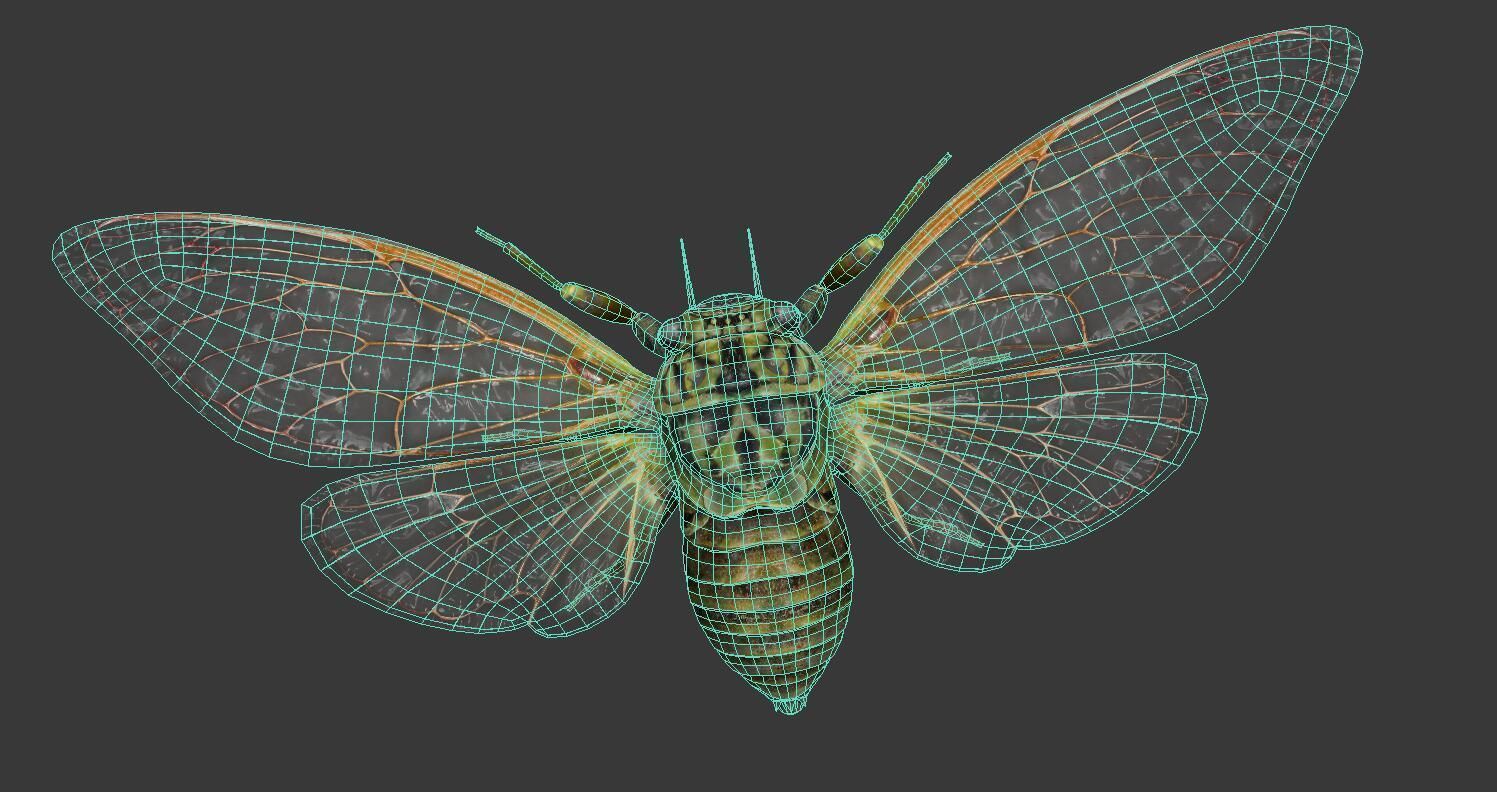 Cicada moth Low-poly 3D model_7