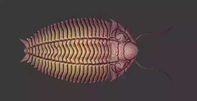 Trilobites insect