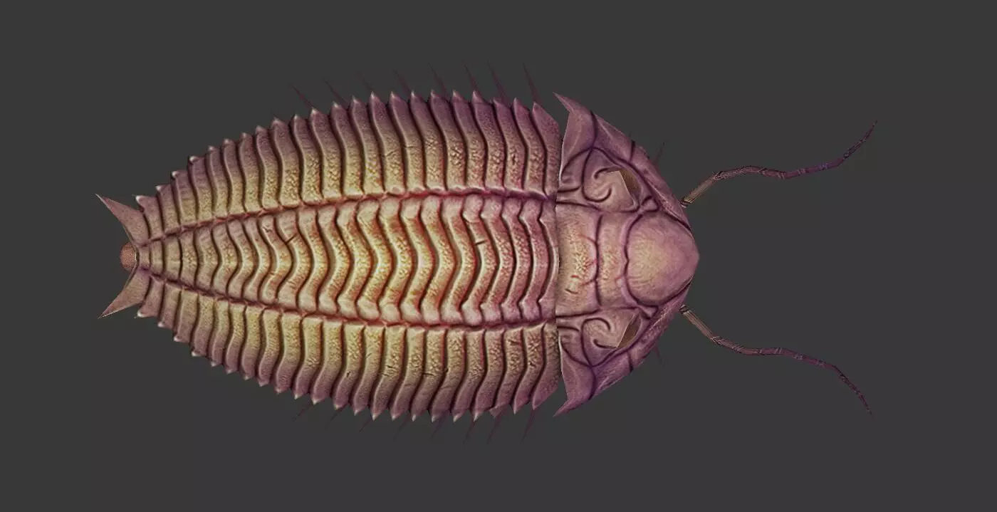 Trilobites insect Low-poly 3D model_0
