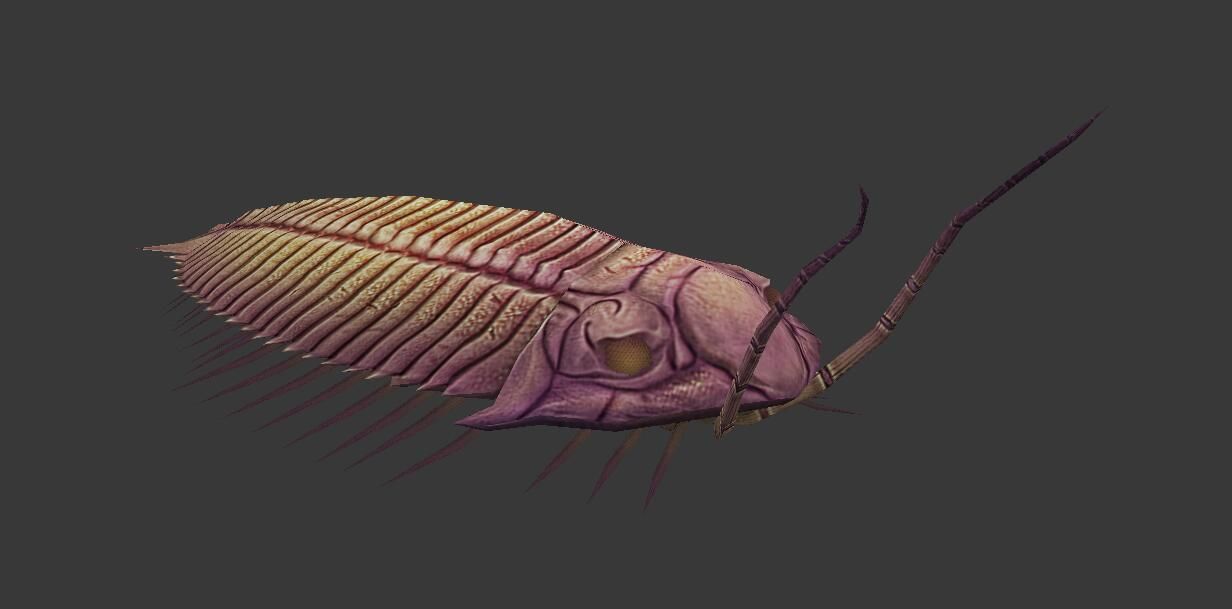 Trilobites insect Low-poly 3D model_4