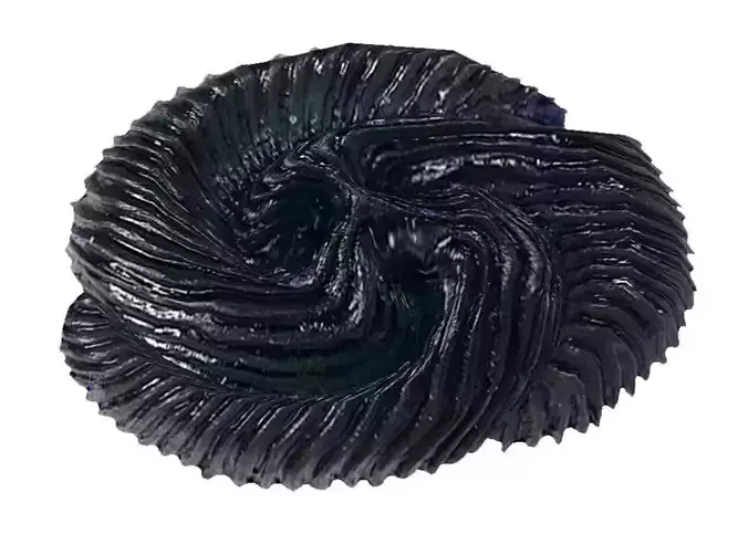 Tribrachidium  Fossil animal