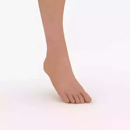 Female Foot 3D model
