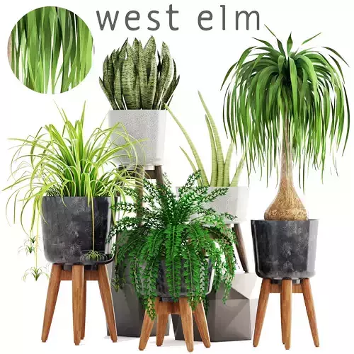 Collection of plants