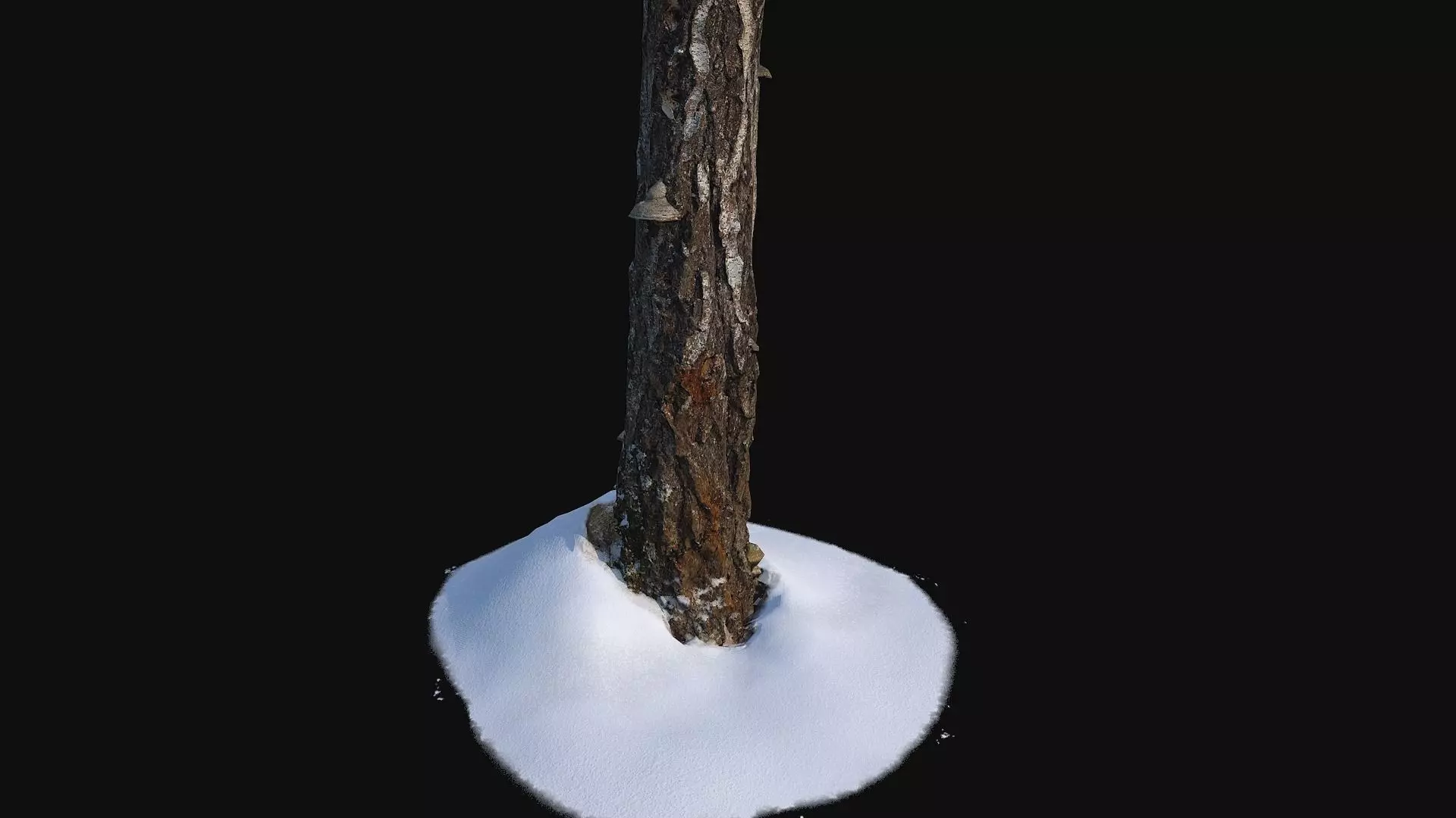 Broken birch trunk with snow 1 Low-poly 3D model