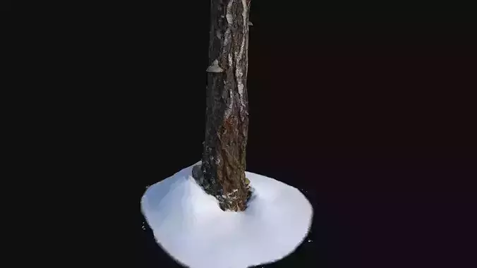 Broken birch trunk with snow 1