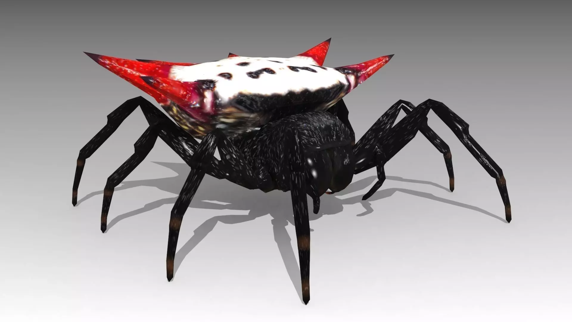 Spinybacked Spider Low-poly 3D model_0