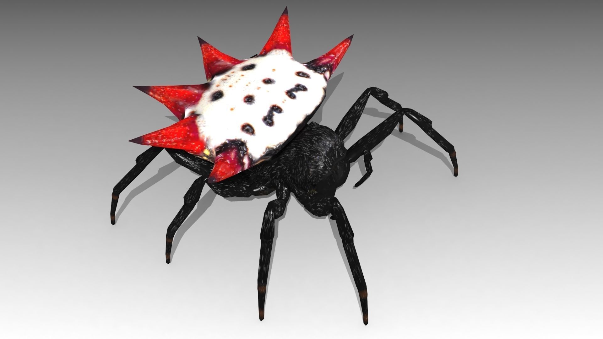 Spinybacked Spider Low-poly 3D model_2