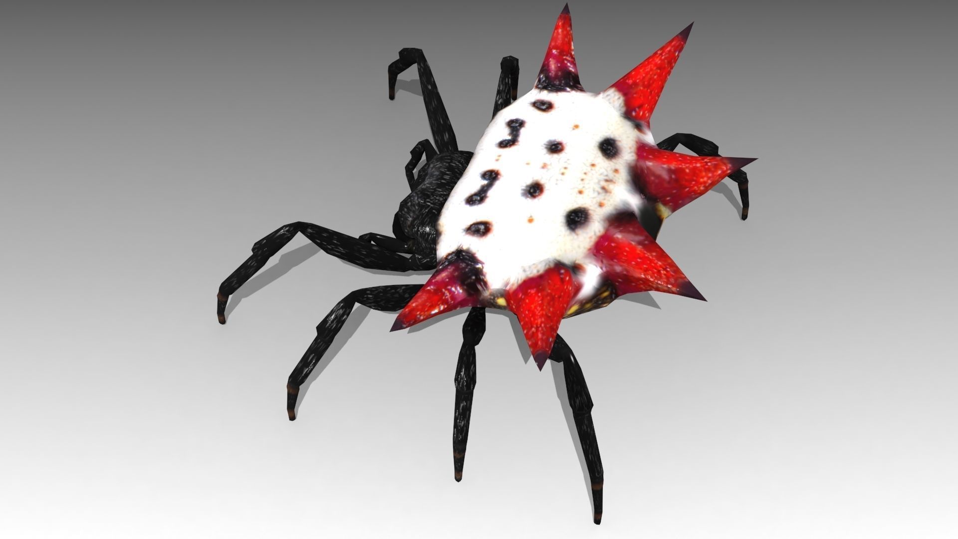 Spinybacked Spider Low-poly 3D model_5