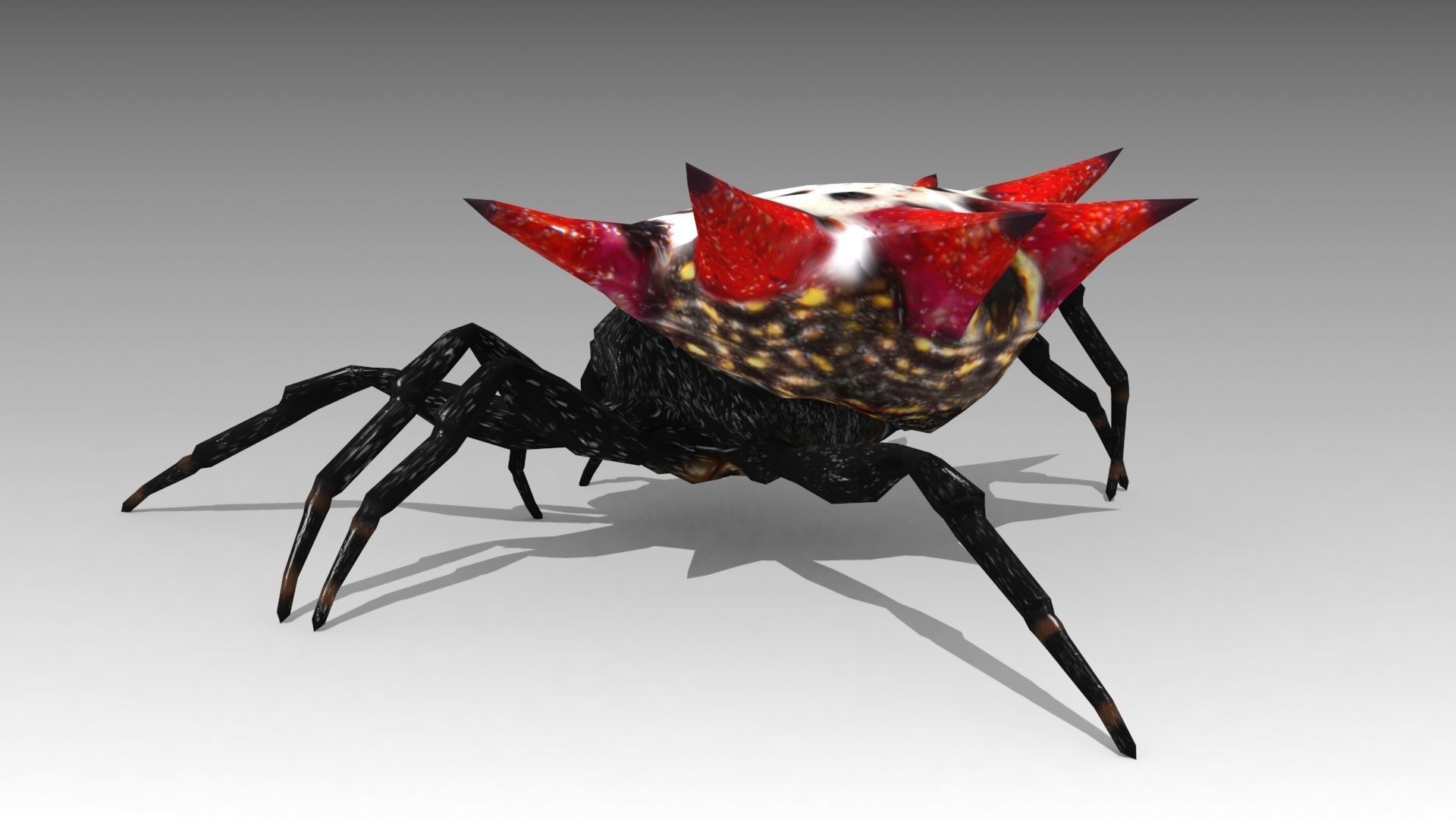Spinybacked Spider Low-poly 3D model_6
