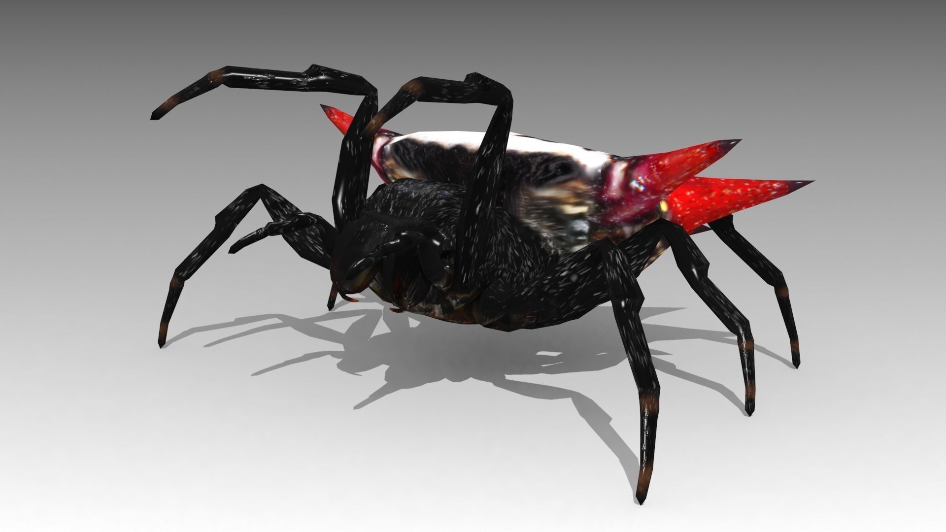 Spinybacked Spider Low-poly 3D model_4