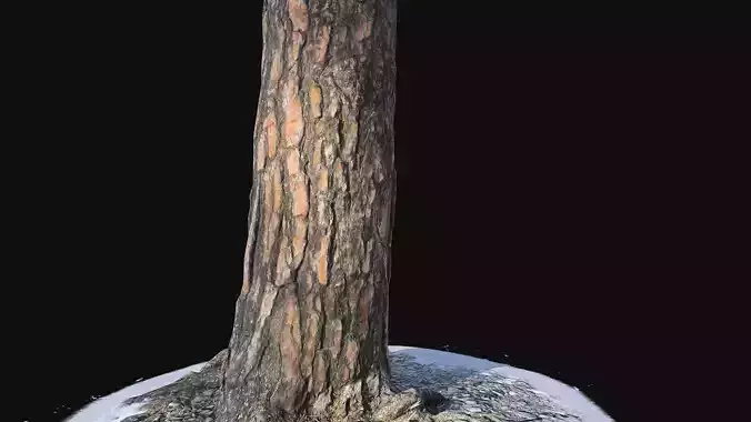 Pine trunk with snow 3 Low-poly 3D model