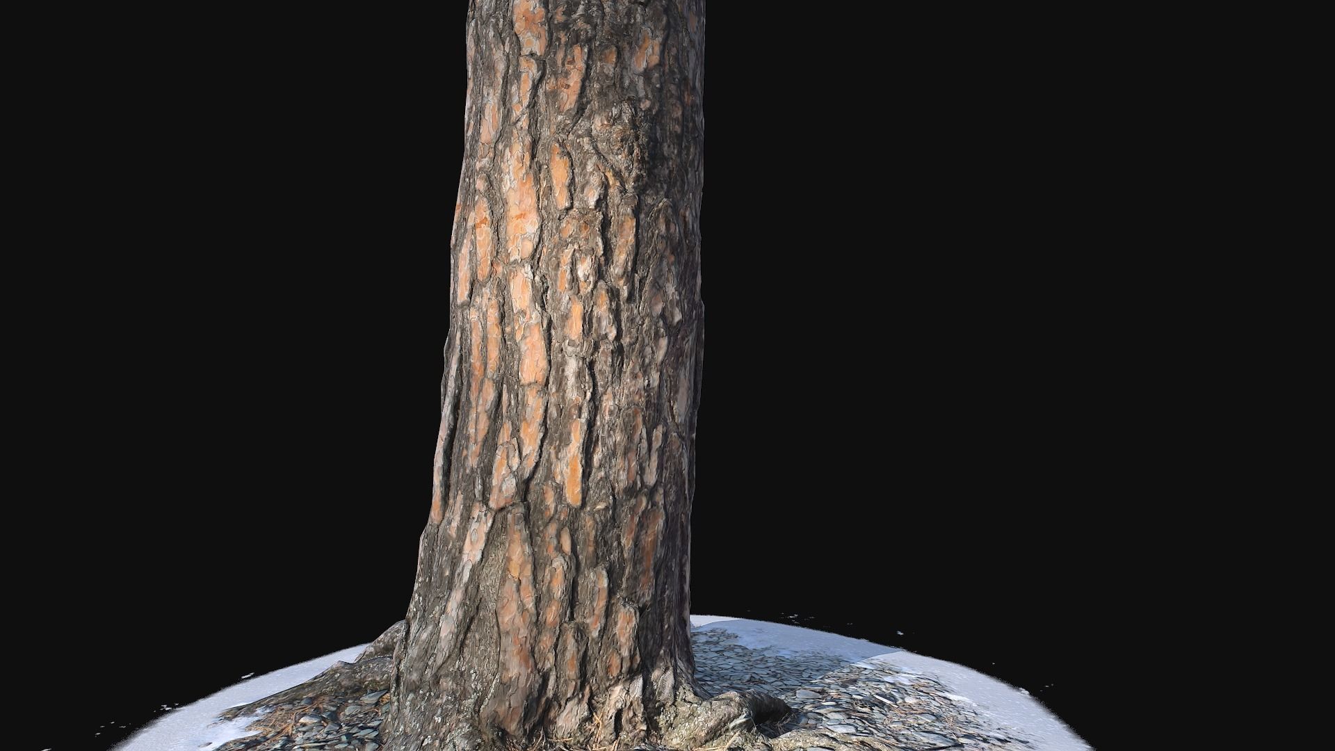 Pine trunk with snow 3