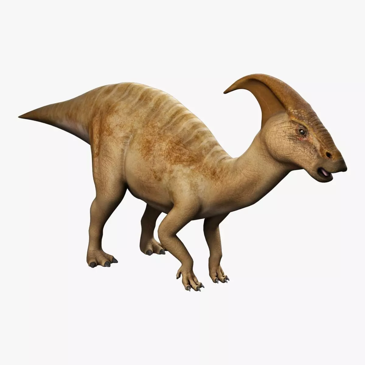 Parasaurolophus - Static  3D model_0