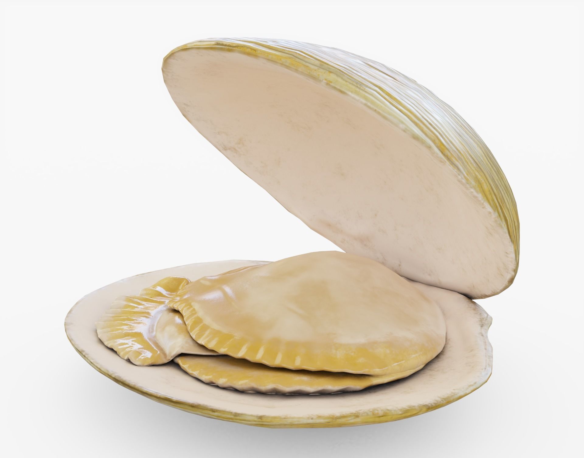 3D model Clam Shell and Inside | CGTrader