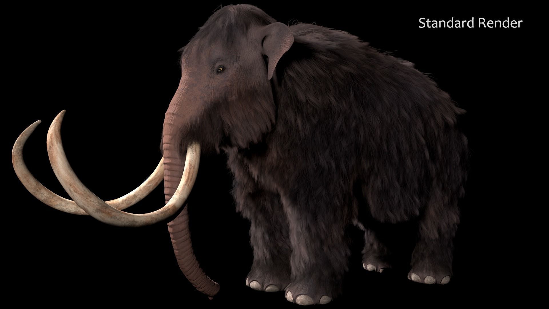 Woolly Mammoth - Mammuthus primigenius 3D model_8