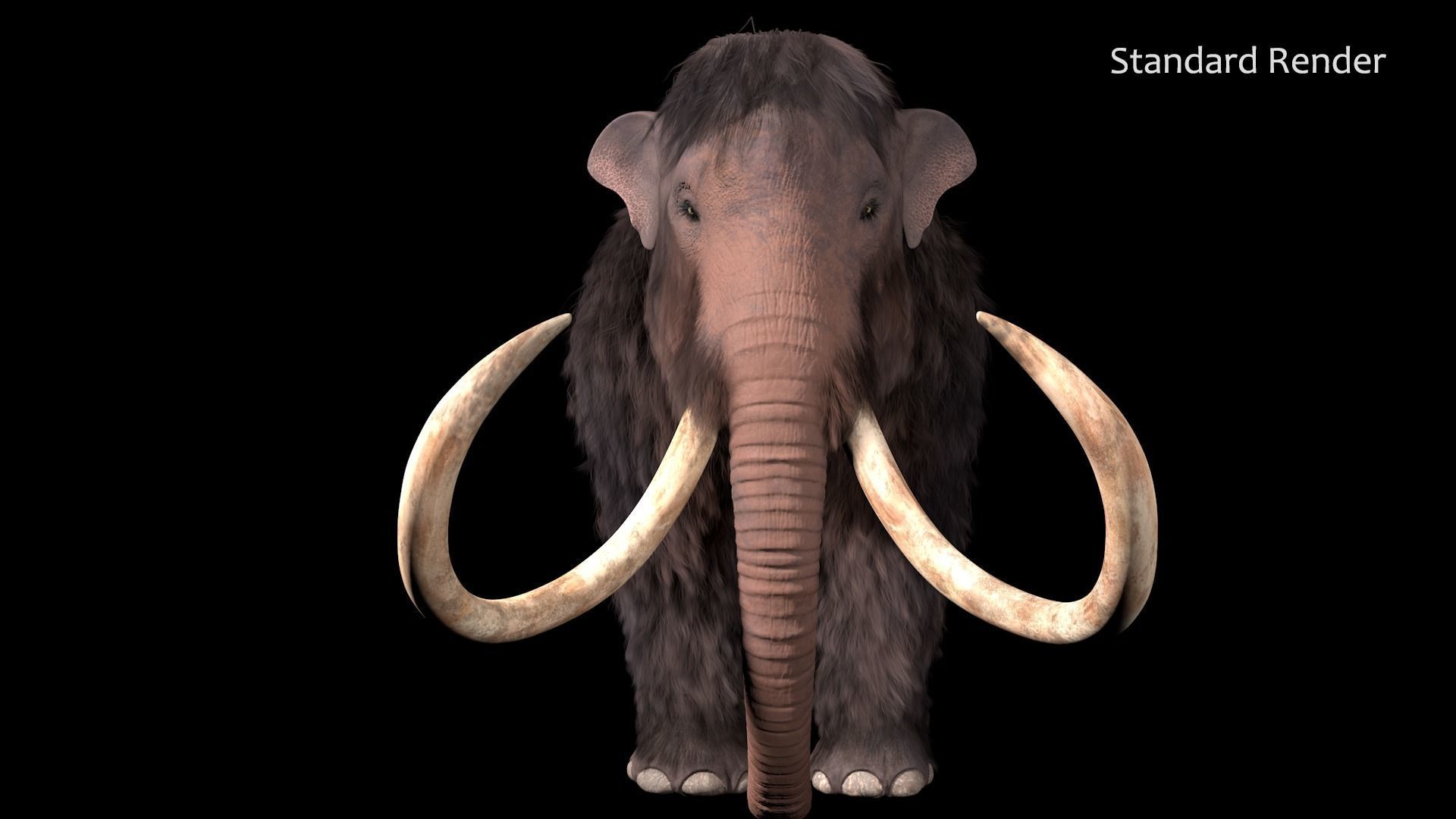 Woolly Mammoth - Mammuthus primigenius 3D model_9