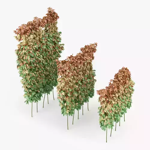 parthenocissus quinquefolia