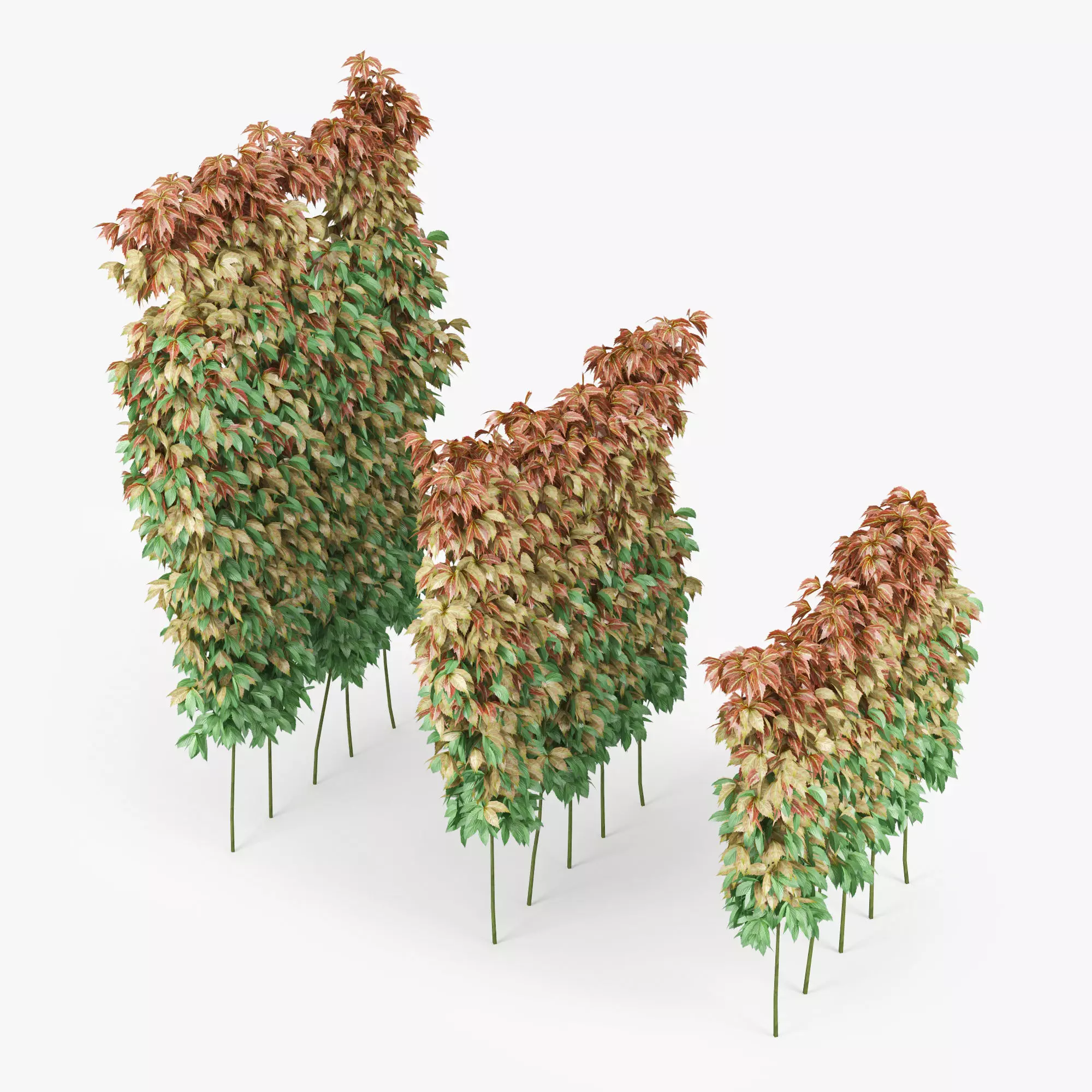 parthenocissus quinquefolia 3D model_0