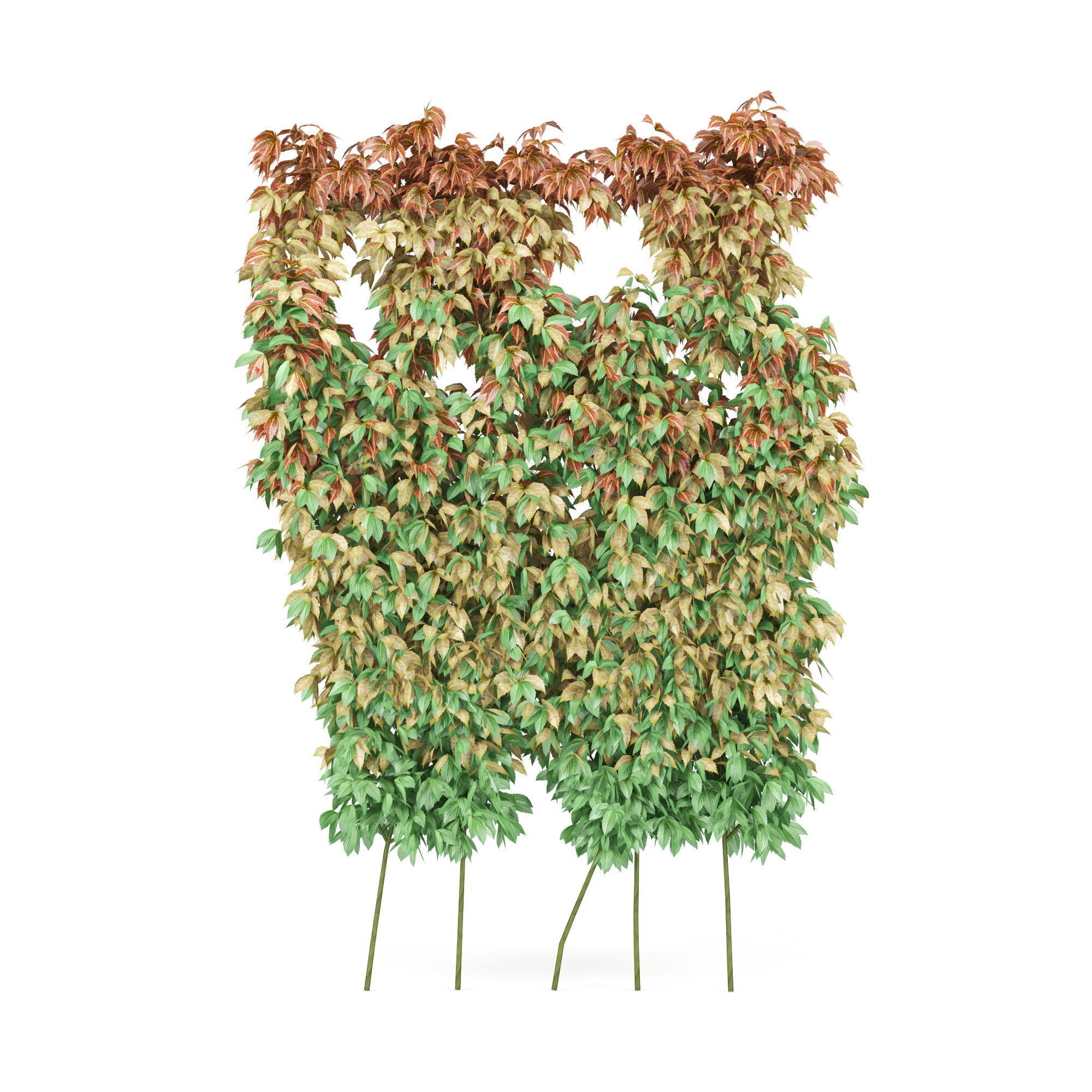 parthenocissus quinquefolia 3D model_2