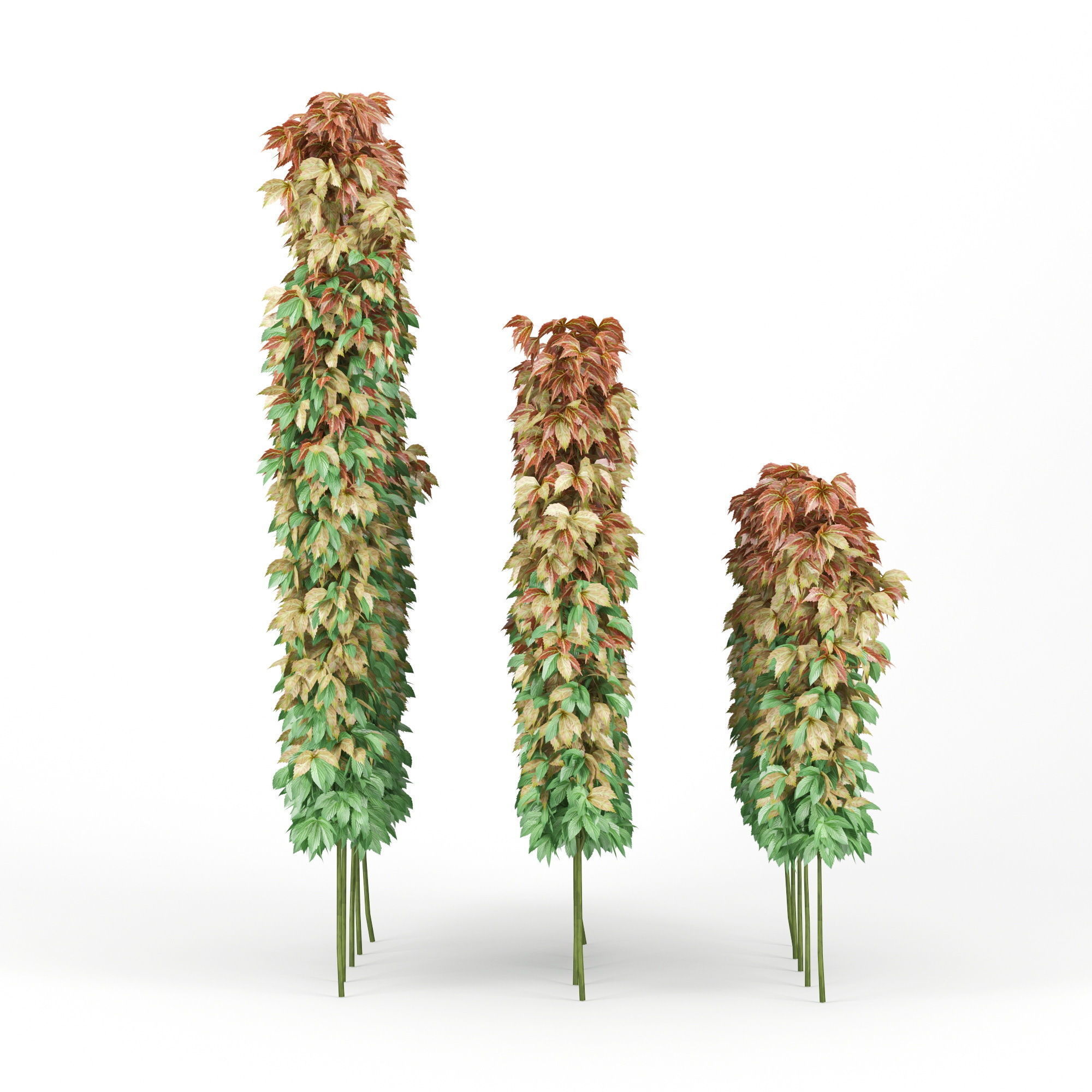 parthenocissus quinquefolia 3D model_1