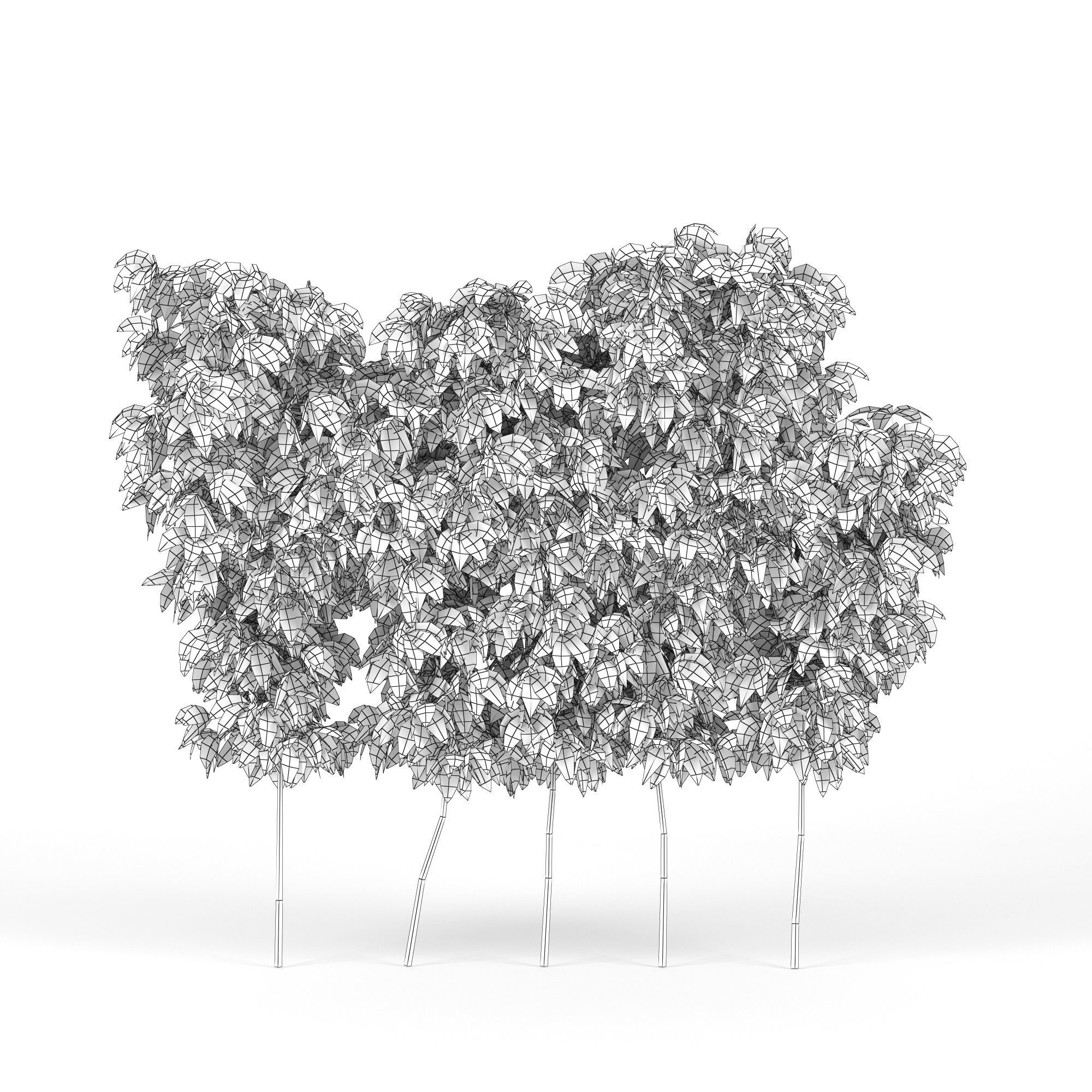 parthenocissus quinquefolia 3D model_7