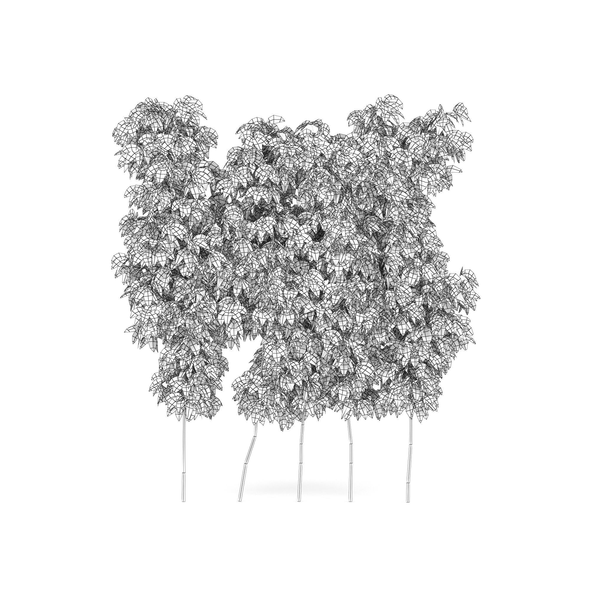 parthenocissus quinquefolia 3D model_6