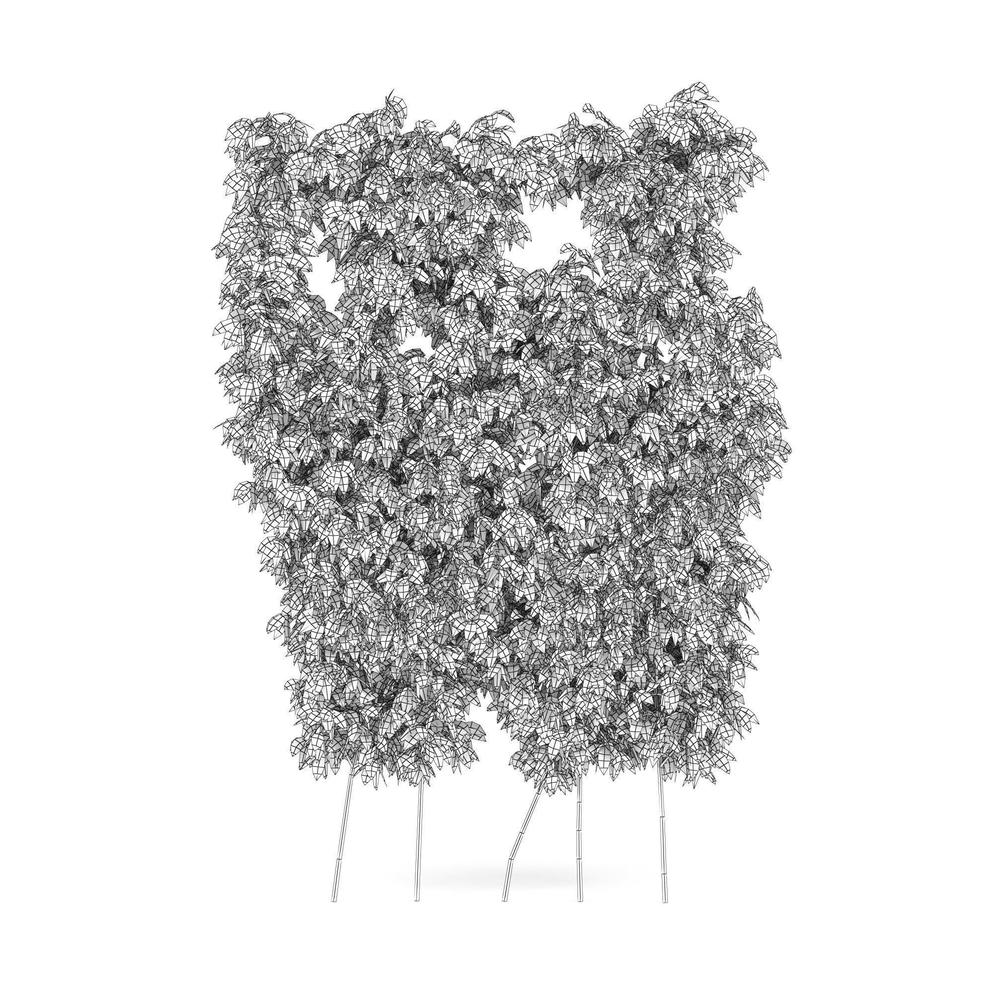 parthenocissus quinquefolia 3D model_5