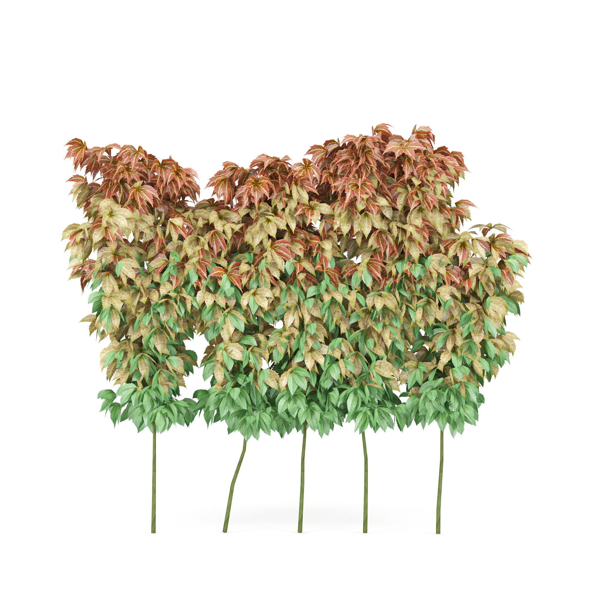 parthenocissus quinquefolia 3D model_4