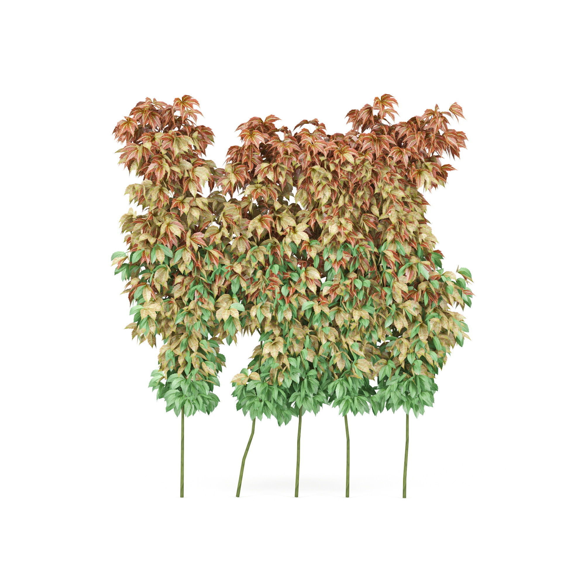 parthenocissus quinquefolia 3D model_3