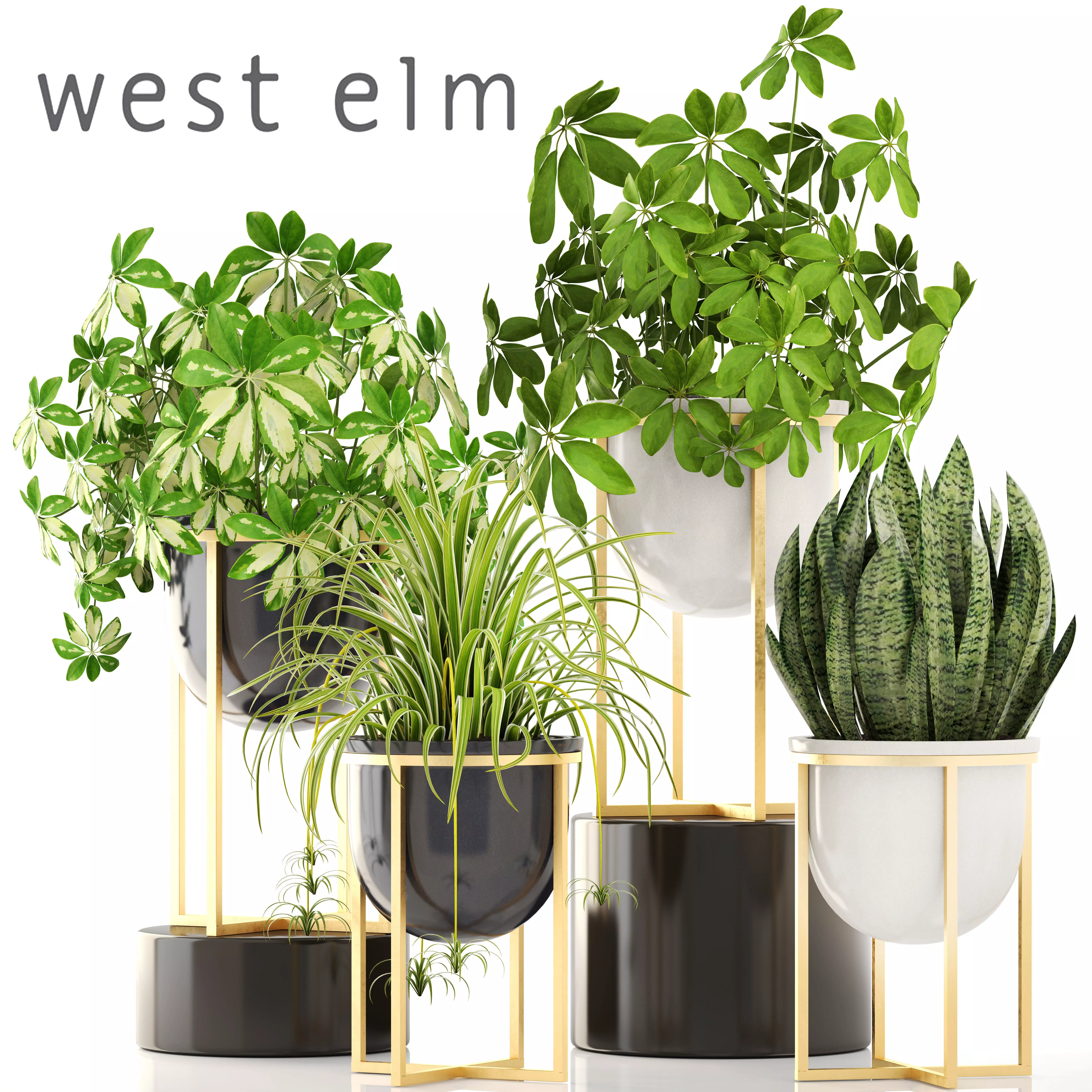 Collection plants three potted 3D model