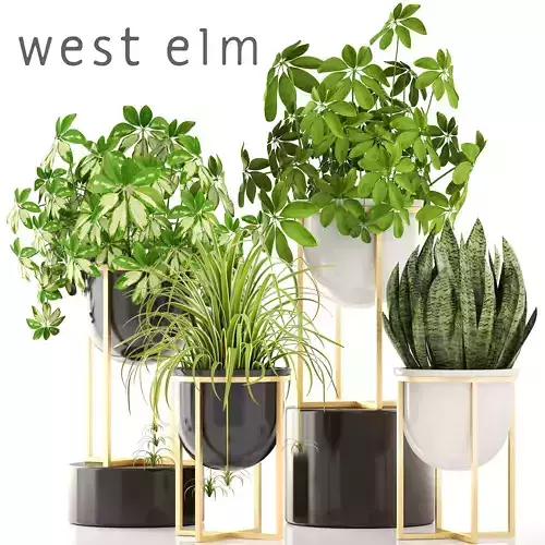 Collection plants three potted 3D model