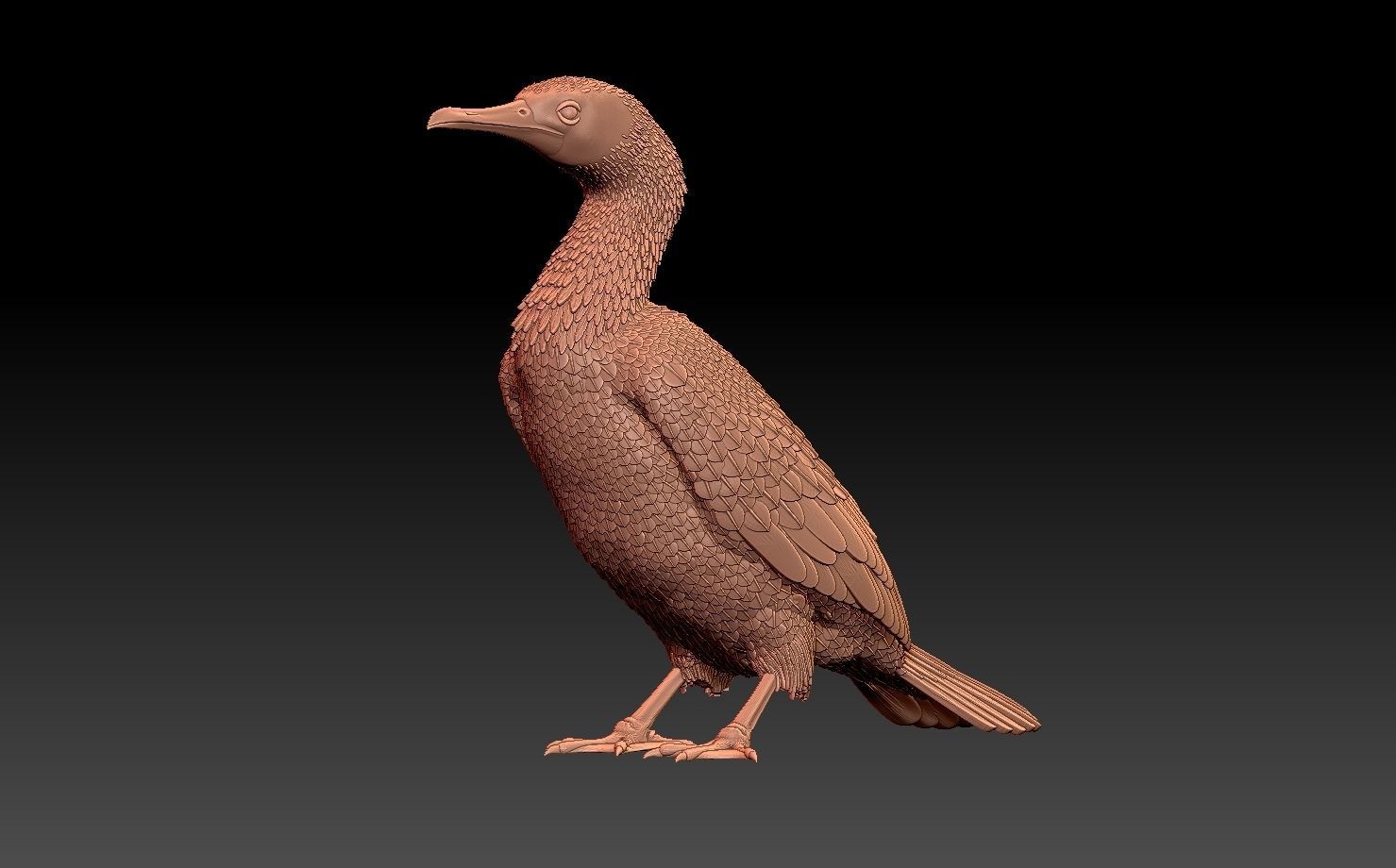 cormorant 3D print model_9