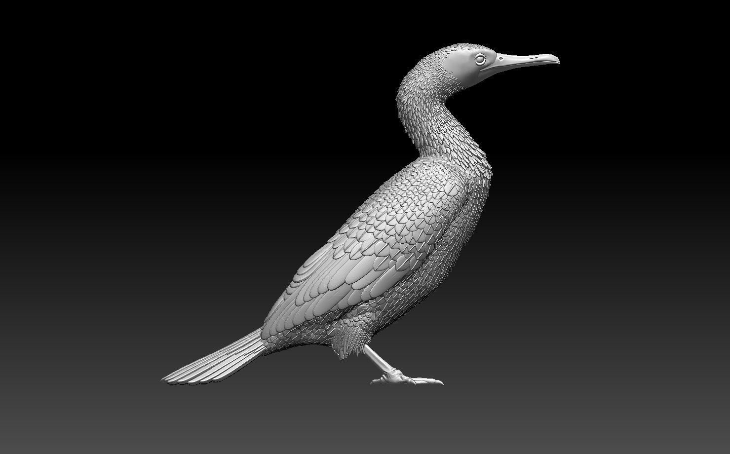 cormorant 3D print model_5