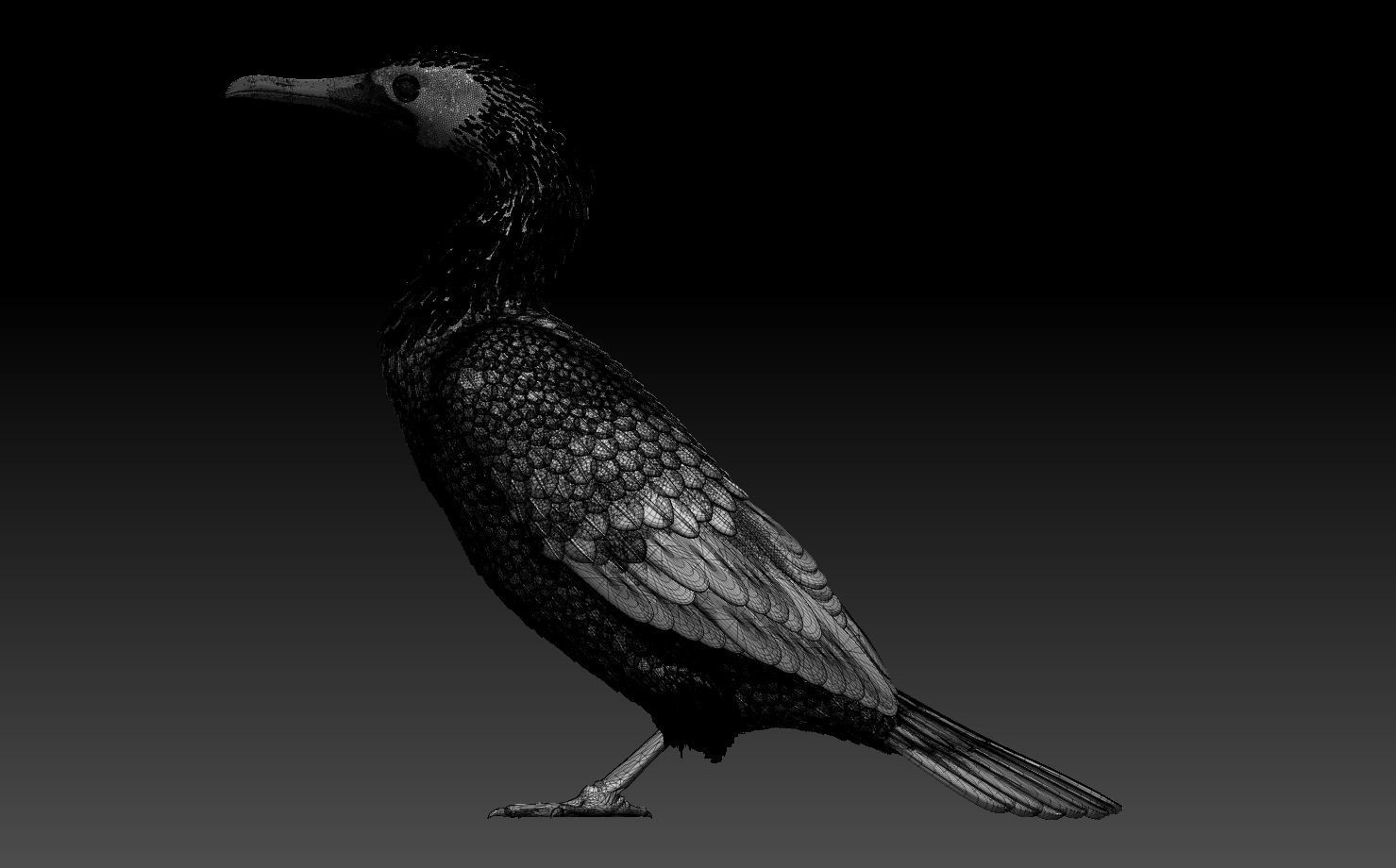 cormorant 3D print model_3
