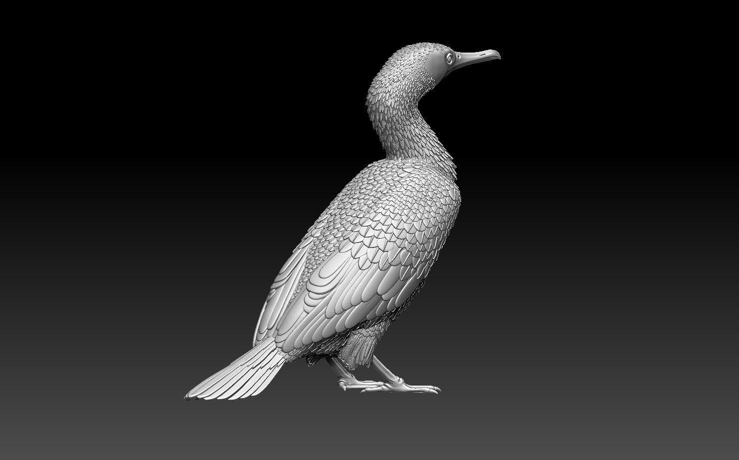cormorant 3D print model_2