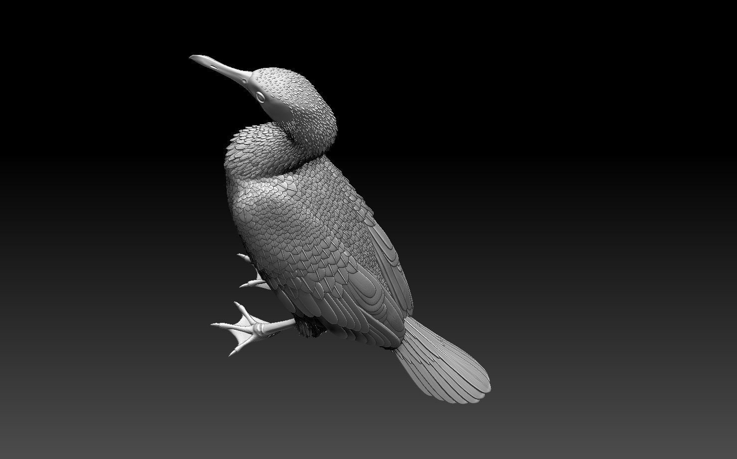 cormorant 3D print model_7
