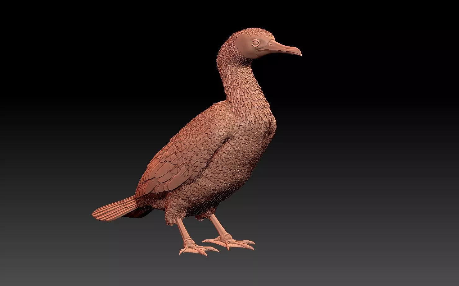 cormorant 3D print model_0