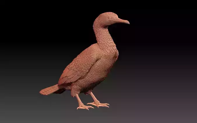 cormorant 3D print model