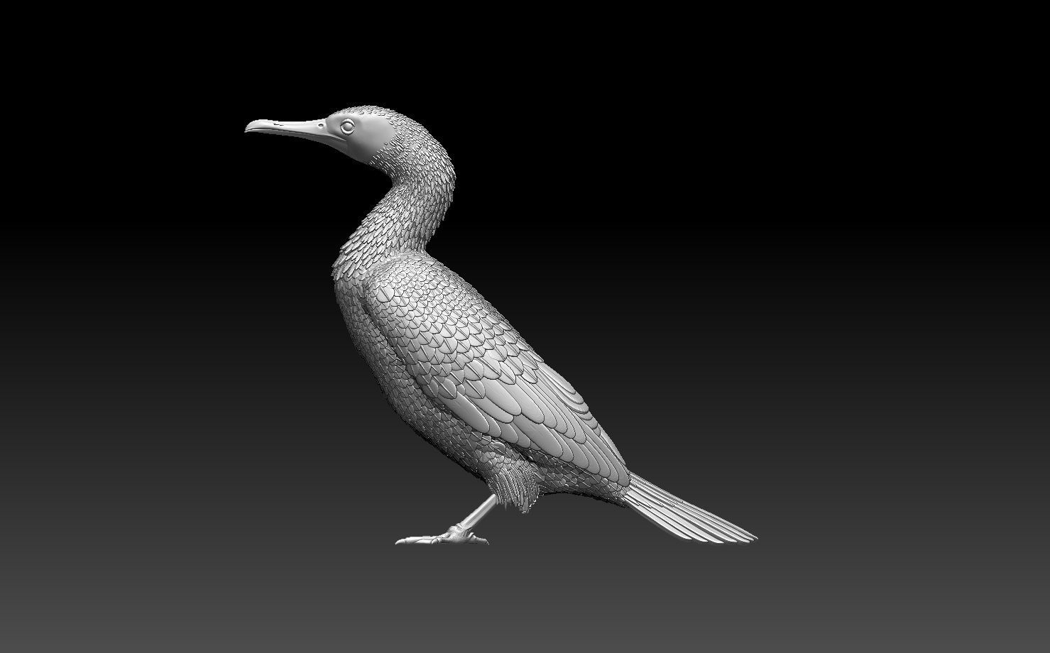 cormorant 3D print model_8