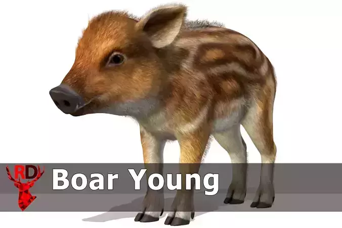 Wild Boar - Young Low-poly 3D model