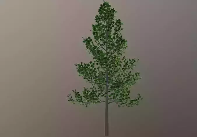 Maple Tree Free low-poly 3D model