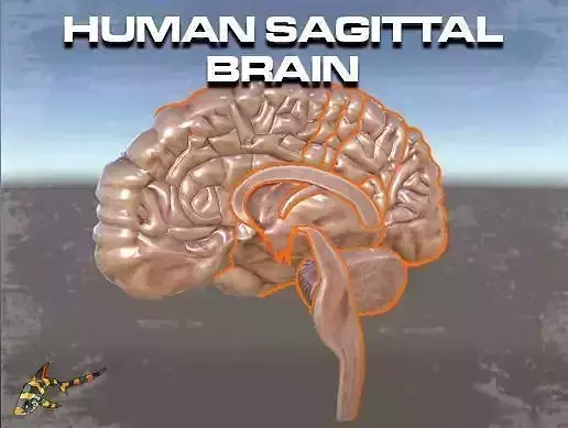 Human Sagittal Brain Low-poly 3D model