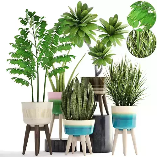 Collection plants different in pots 3D model