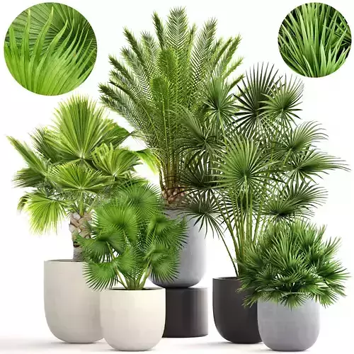 Collection palms three palm plants in pots 3D model