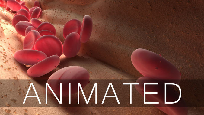 Blood Flow Animated 3D model