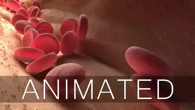 Blood Flow Animated 3D model